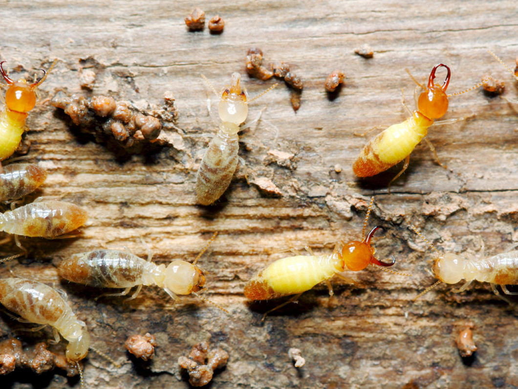 Termite Extermination | Lafayette, LA | Paradigm Pest LLC